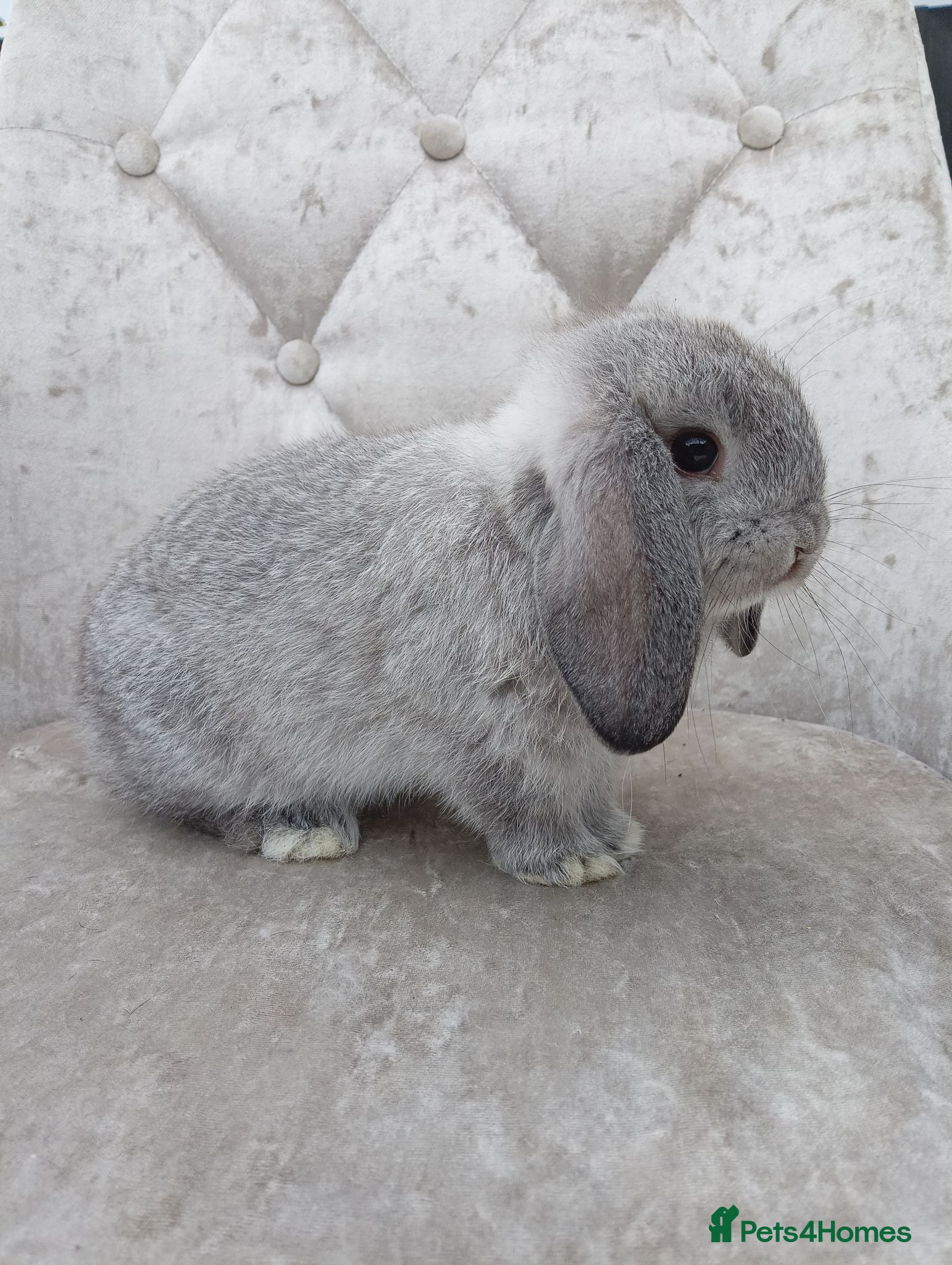 Mini Lop rabbits Free starter pack! Baby mini lops  - Advert 2