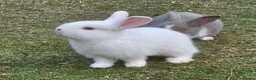 Mixed Breed rabbits for sale: 🐰 Gorgeous Baby Rabbits ready 10th September 🐰 in Wigan - Advert 3