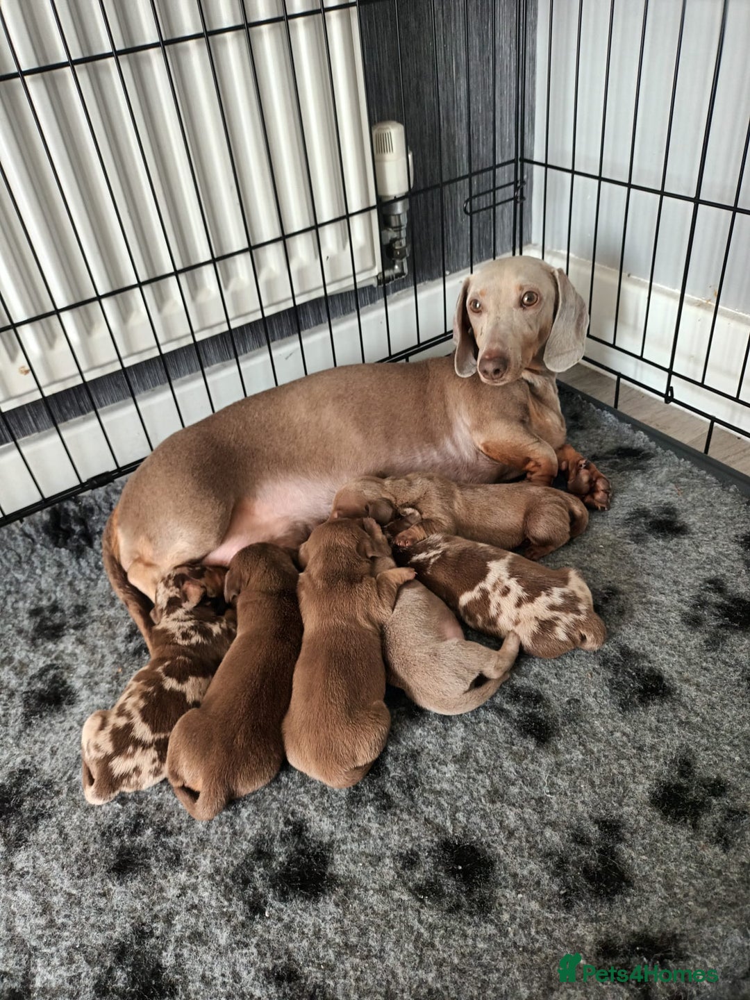 Miniature Dachshund dogs for sale: Minature short haired dachshund  - Image 12