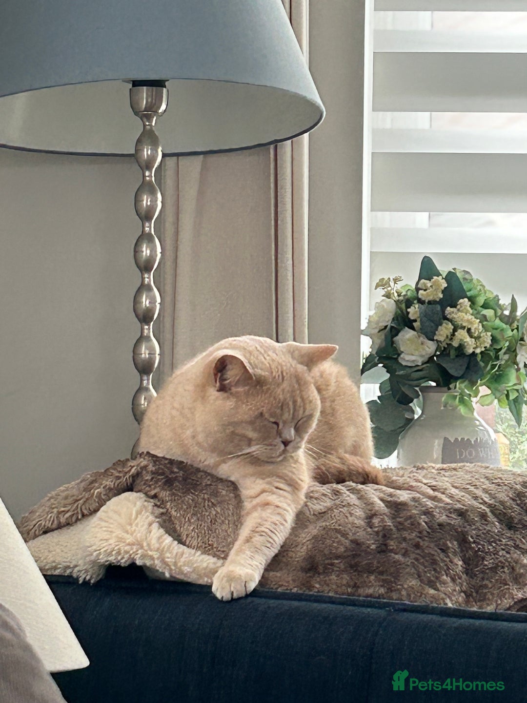 British Shorthair cats for sale: British Shorthair X kittens - Image 10