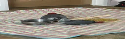 Parrots birds for sale: handreared african grey babies - Advert 6
