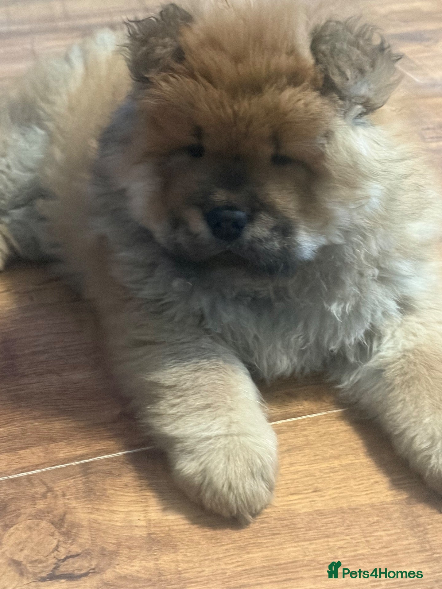 Chow Chow dogs for sale: Pure boy chow chow - Advert 7