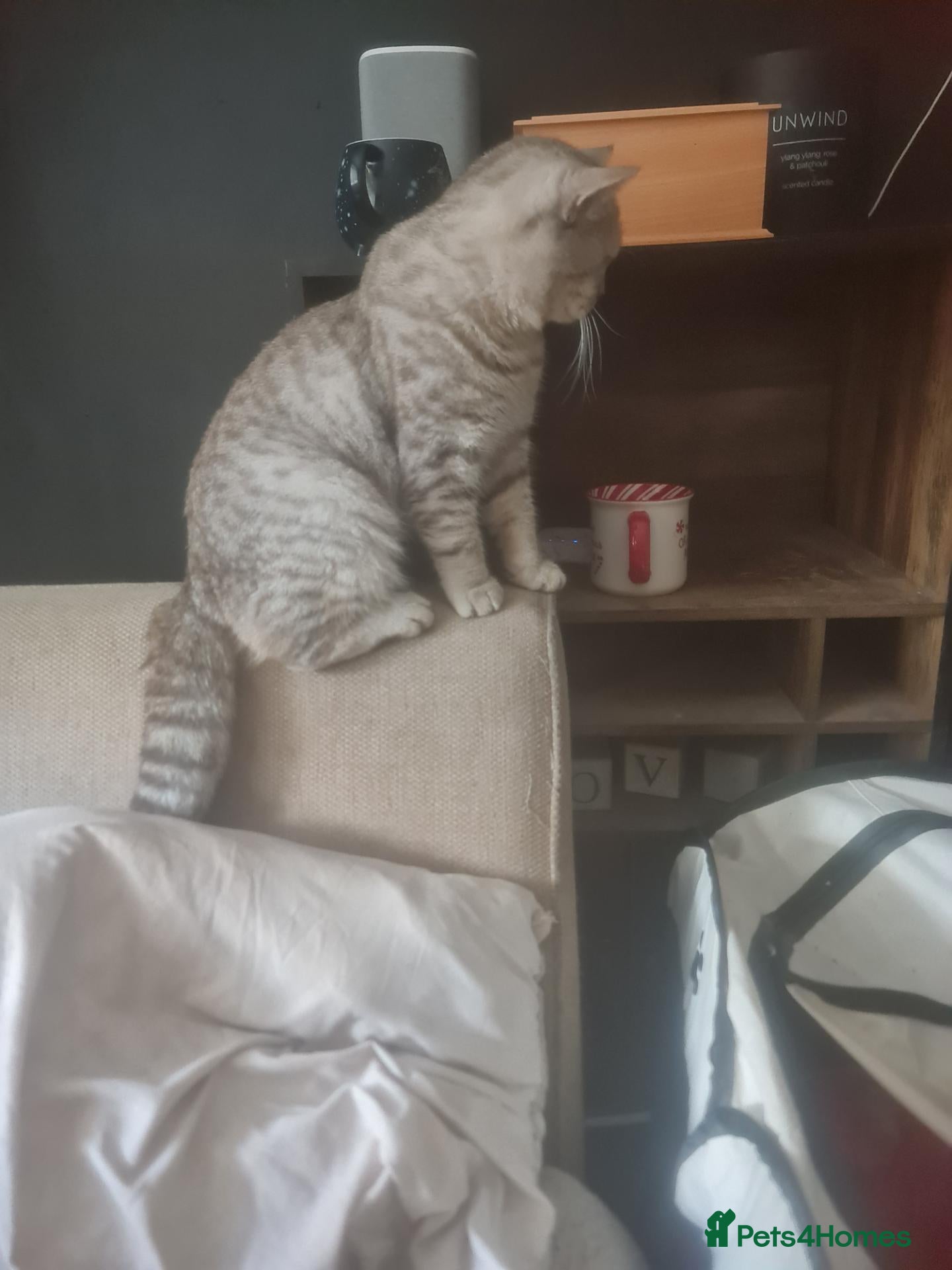 Maine Coon cats Maine coon x British shorthair kittens - Advert 4