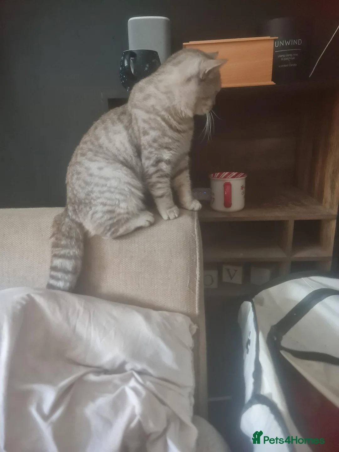 Maine Coon cats for sale: Maine coon x British shorthair kittens - Advert 1