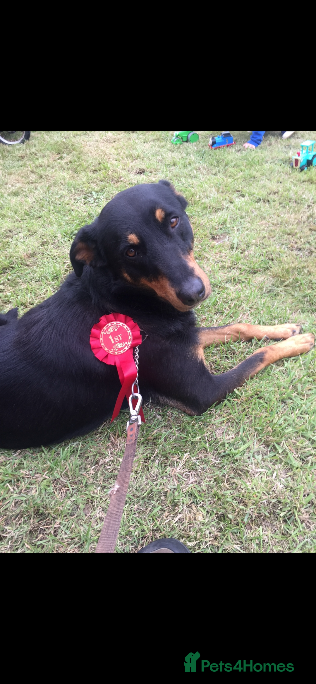 Mixed Breed dogs for sale: Gorgeous Doberman Cross  - Advert 2