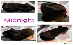 Guinea Pig rodents for sale: X3 baby girls x1 boy guinea pigs. - Image 4