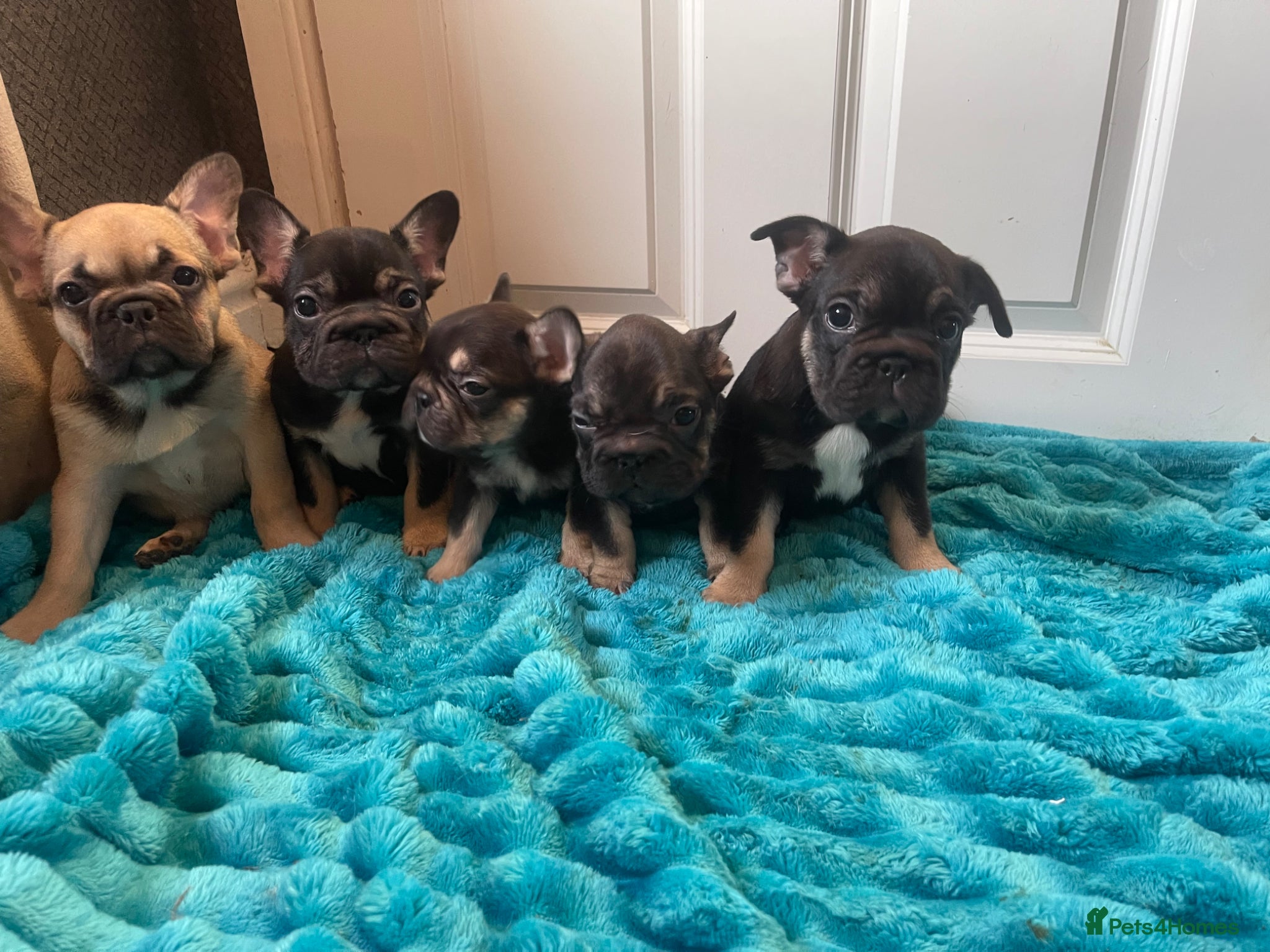 French Bulldog dogs STUNNING LITTER AVAILABLE NOW!  - Advert 4