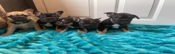 French Bulldog dogs for sale: STUNNING LITTER AVAILABLE NOW!  - Advert 1