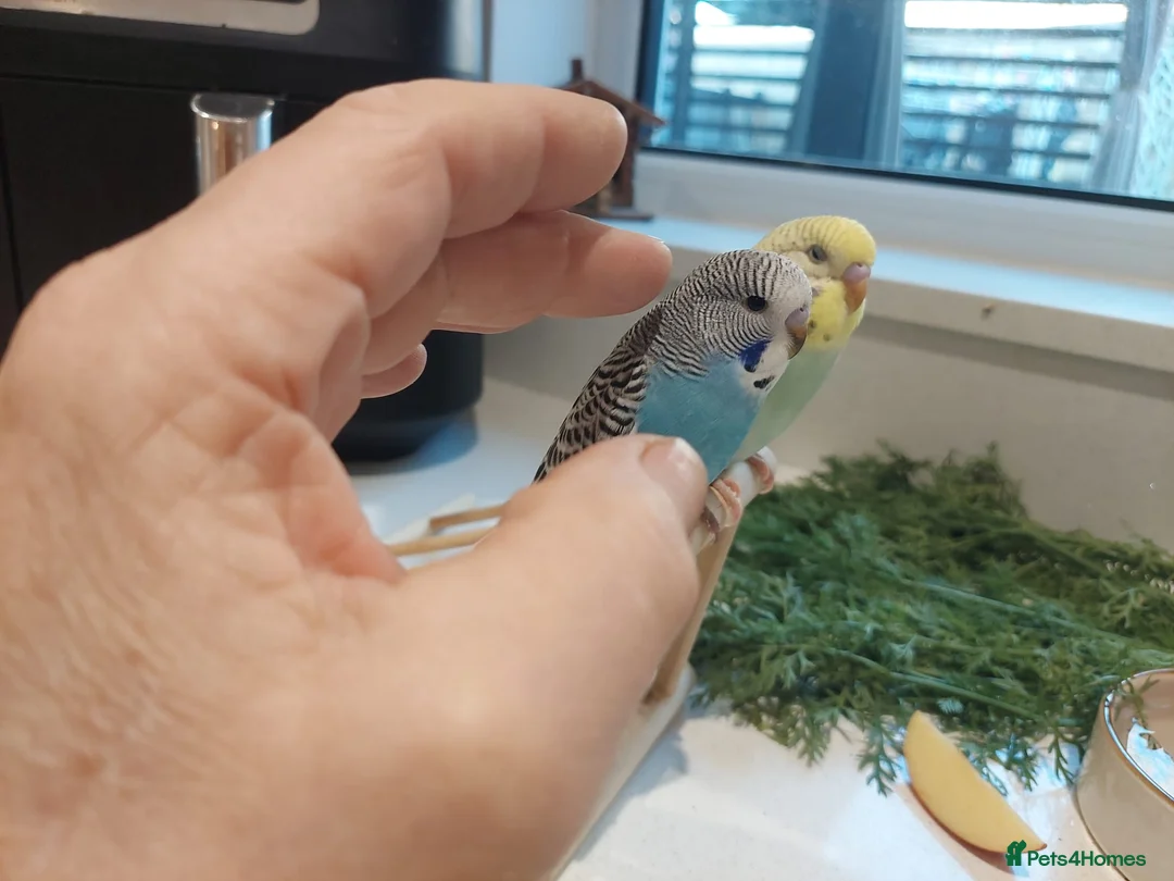 Budgerigars birds for sale: Tame Baby Budgies SOLD - Advert 8