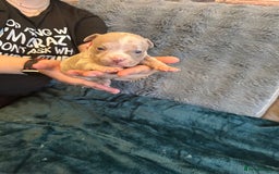 American Bully dogs for sale: 🐾 ABKC Registered Micro/Pocket Bully Puppies! 🐾 - Image 16