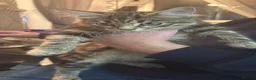 Mixed Breed cats for sale: 2 tabby cats 1 boy 1 girl  in Clevedon - Advert 5