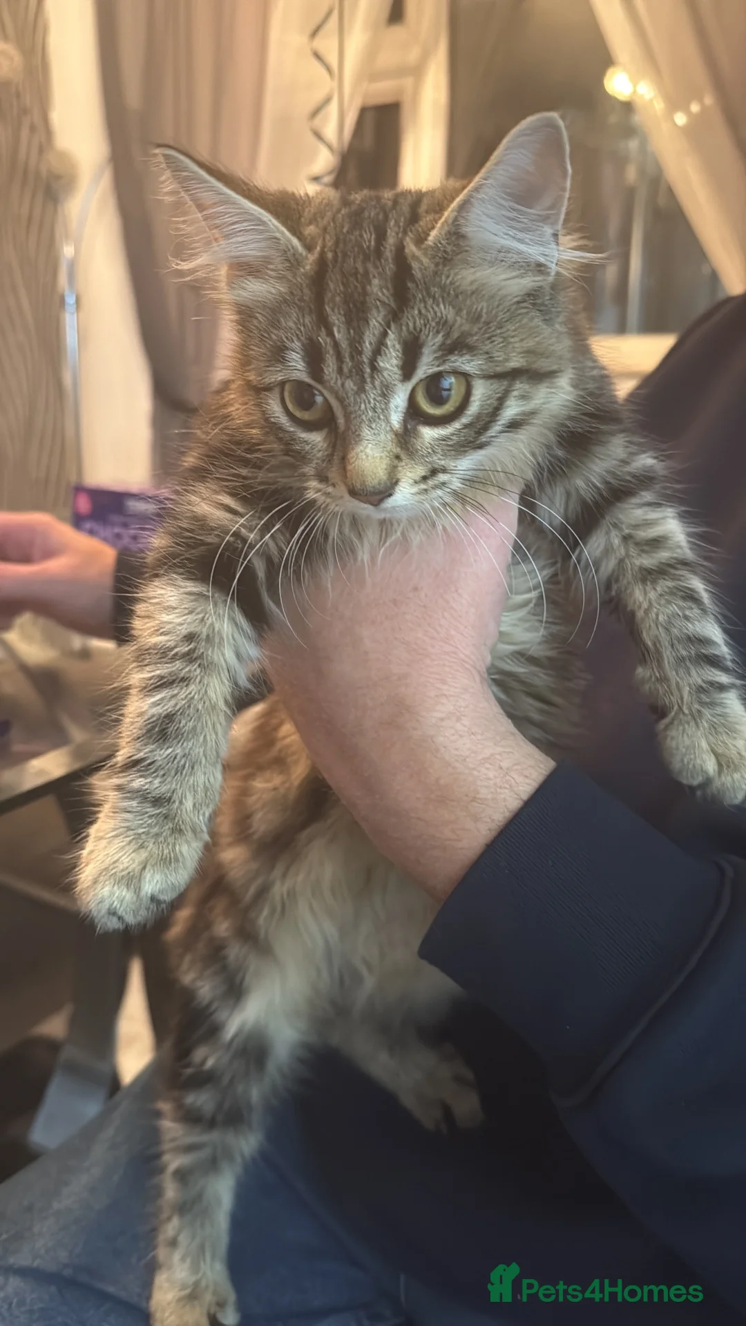 Mixed Breed cats for sale: 2 tabby cats 1 boy 1 girl  in Clevedon - Advert 5