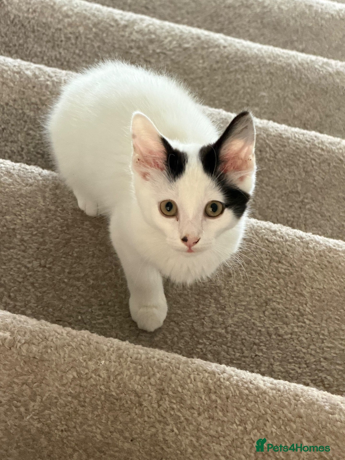 Mixed Breed cats Gorgeous girl - Advert 1