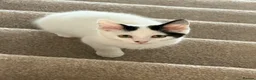 Mixed Breed cats for sale: Gorgeous girl - Advert 1