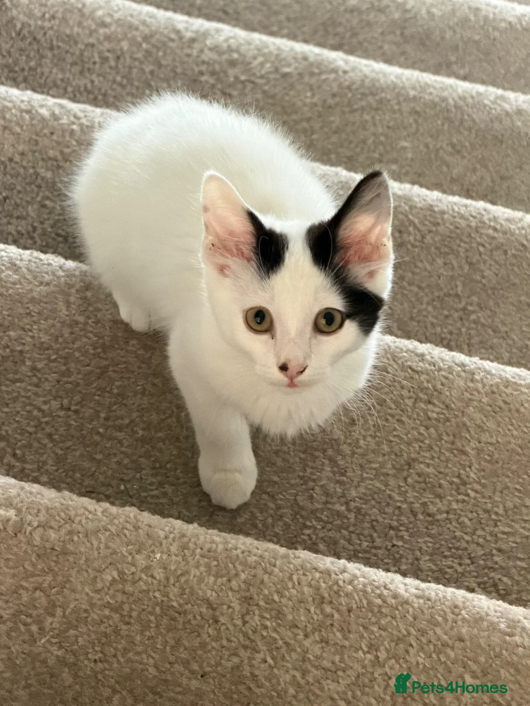 Mixed Breed cats for sale: Gorgeous girl - Advert 1