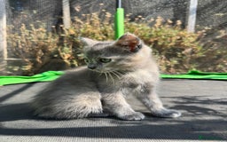 Mixed Breed cats for sale: 3 Female Ragdoll X Kittens  - Image 6