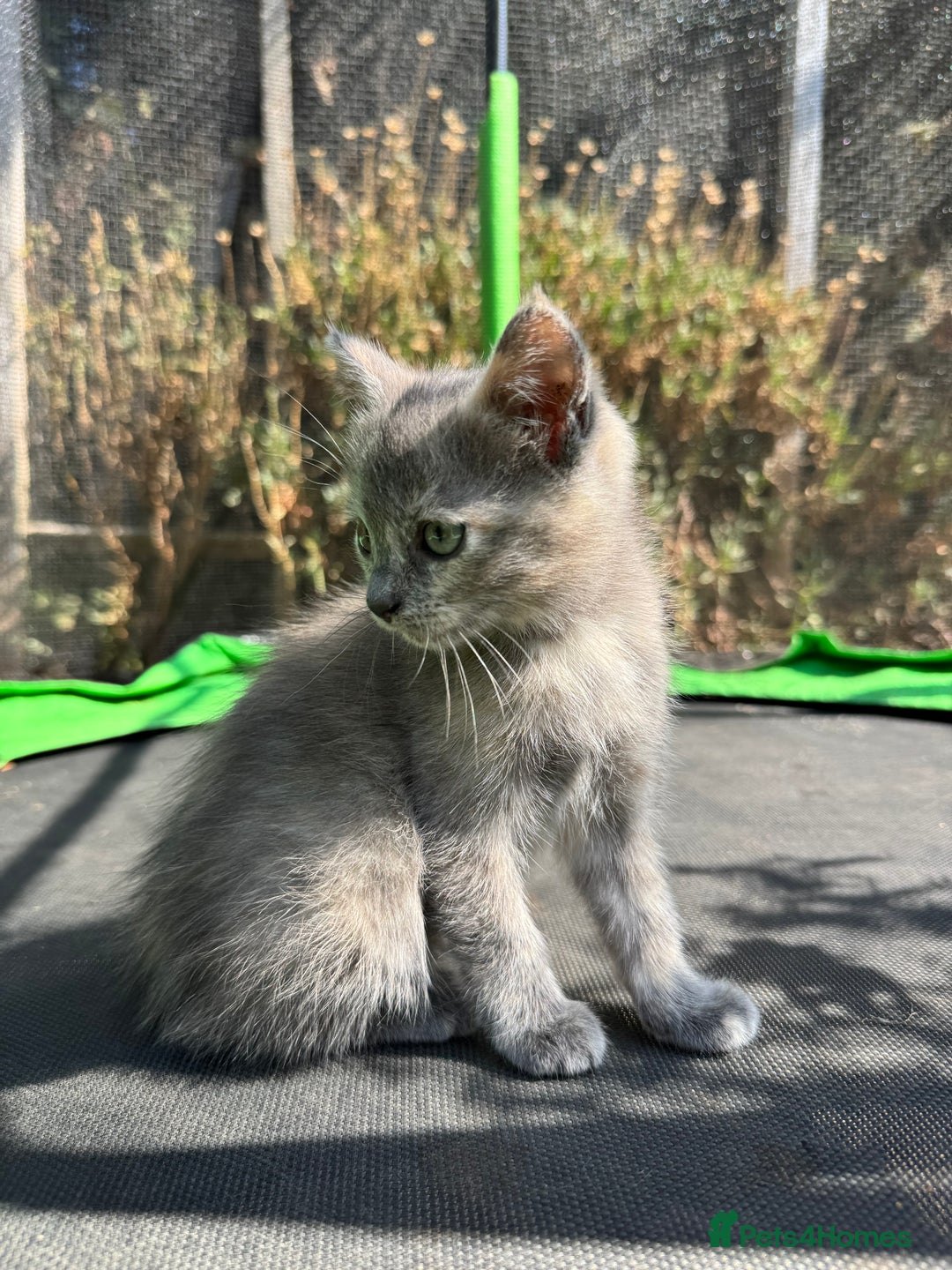 Mixed Breed cats for sale: 3 Female Ragdoll X Kittens  - Image 6