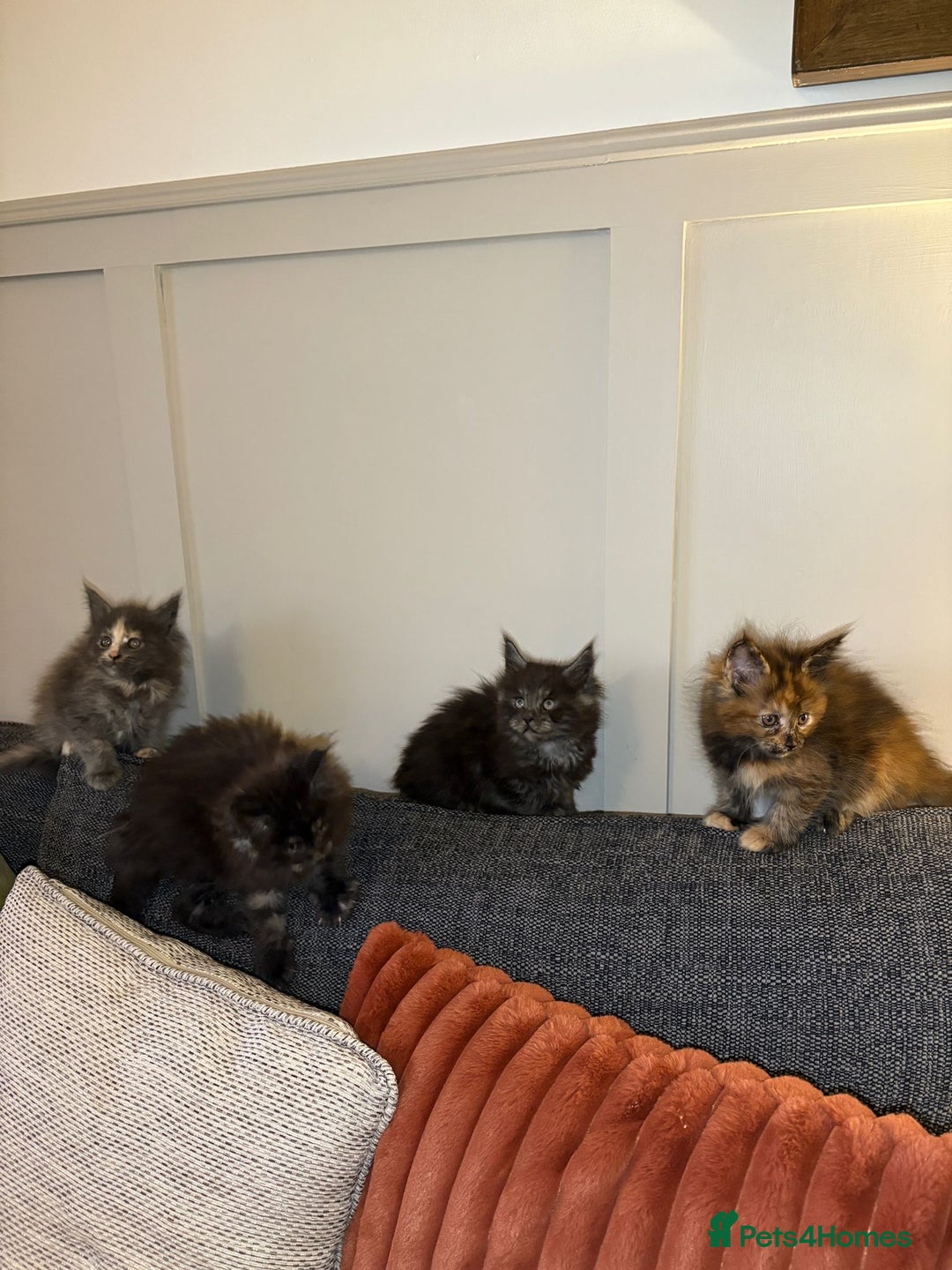 Maine Coon cats for sale: Gccf registered Adorable mainecoon kittens - Image 12