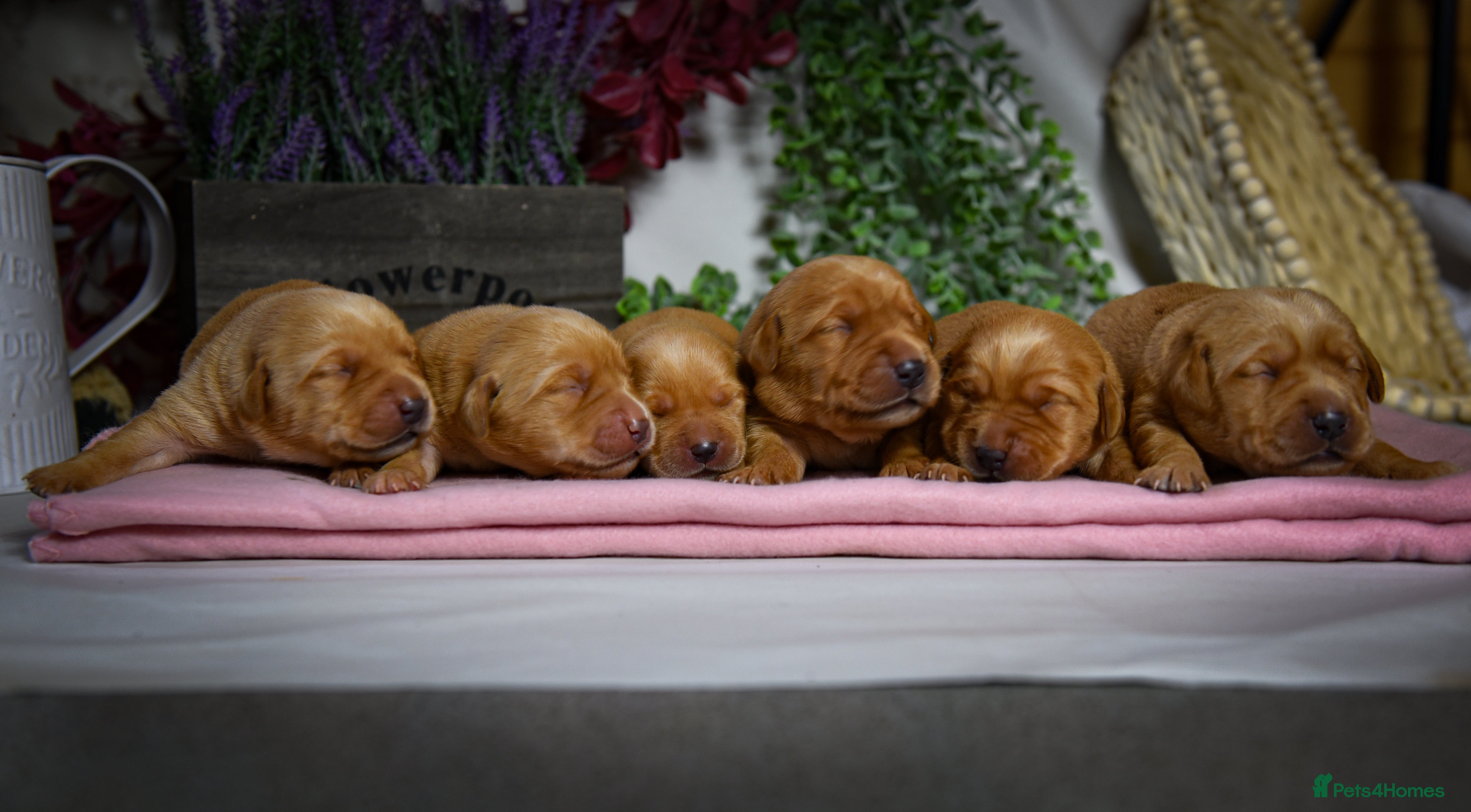 Labrador Retriever dogs Beautiful Deep Red KC Reg Labradors 5* Breeder - Advert 6