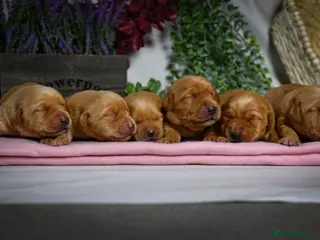 Labrador Retriever dogs Beautiful Deep Red KC Reg Labradors 5* Breeder - Advert 6