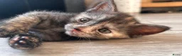 British Shorthair cats for sale: Stunning British short hair kittens - Advert 23