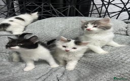 British Longhair cats for sale: Gorgeous fluffy kittens looking for forever home - Image 3