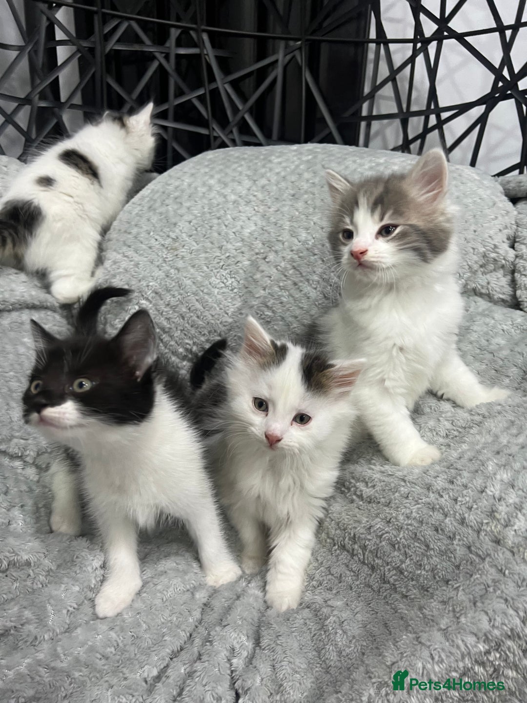British Longhair cats for sale: Gorgeous fluffy kittens looking for forever home - Image 3
