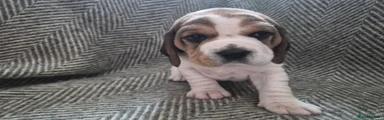 Beagle Puppy 4