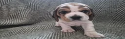 Beagle dogs for sale: Beagle puppies for sale  - Advert 4