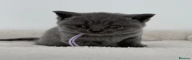 British Shorthair 5