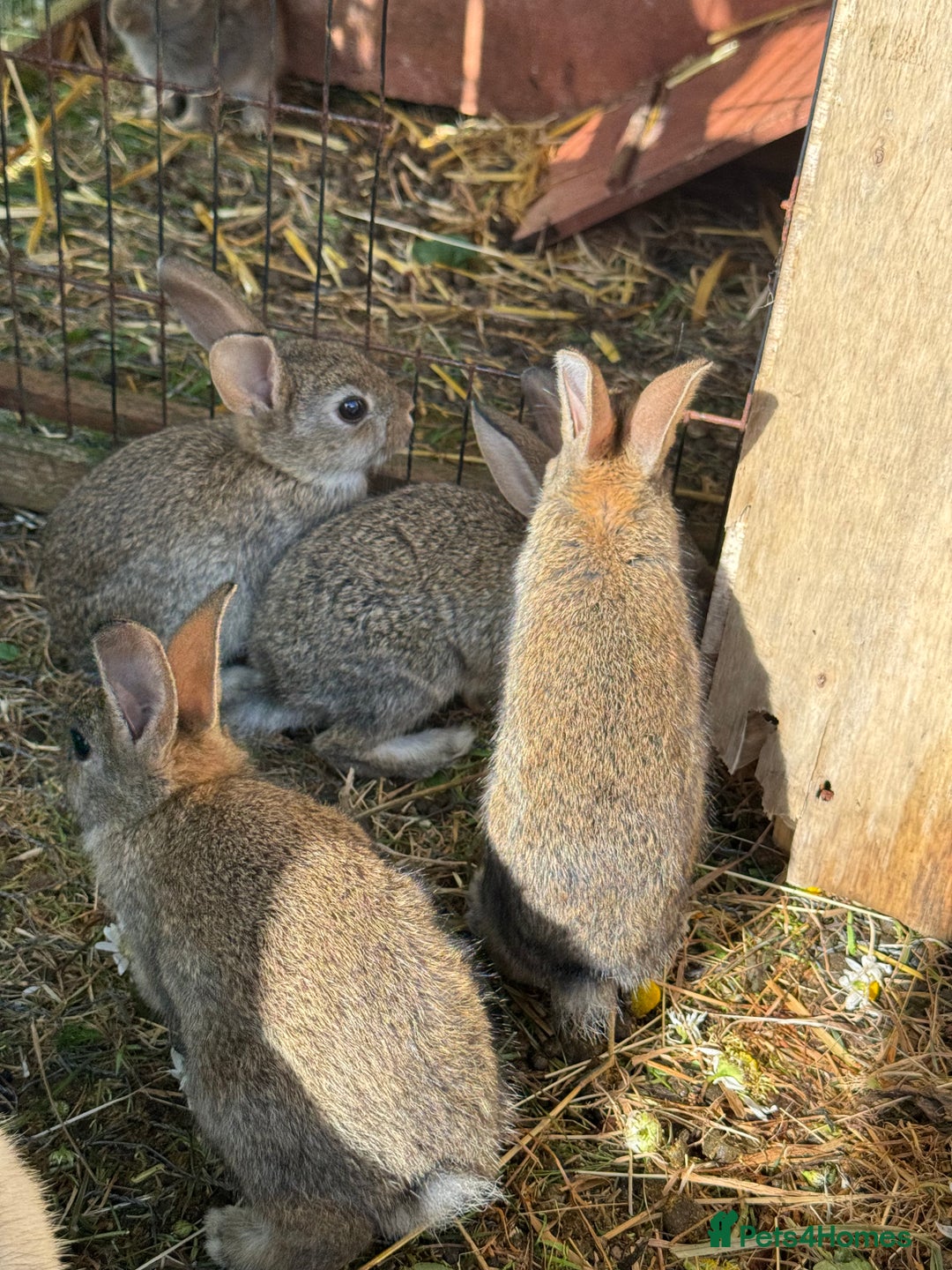 English rabbits for sale: 7 baby rabbits - Image 1