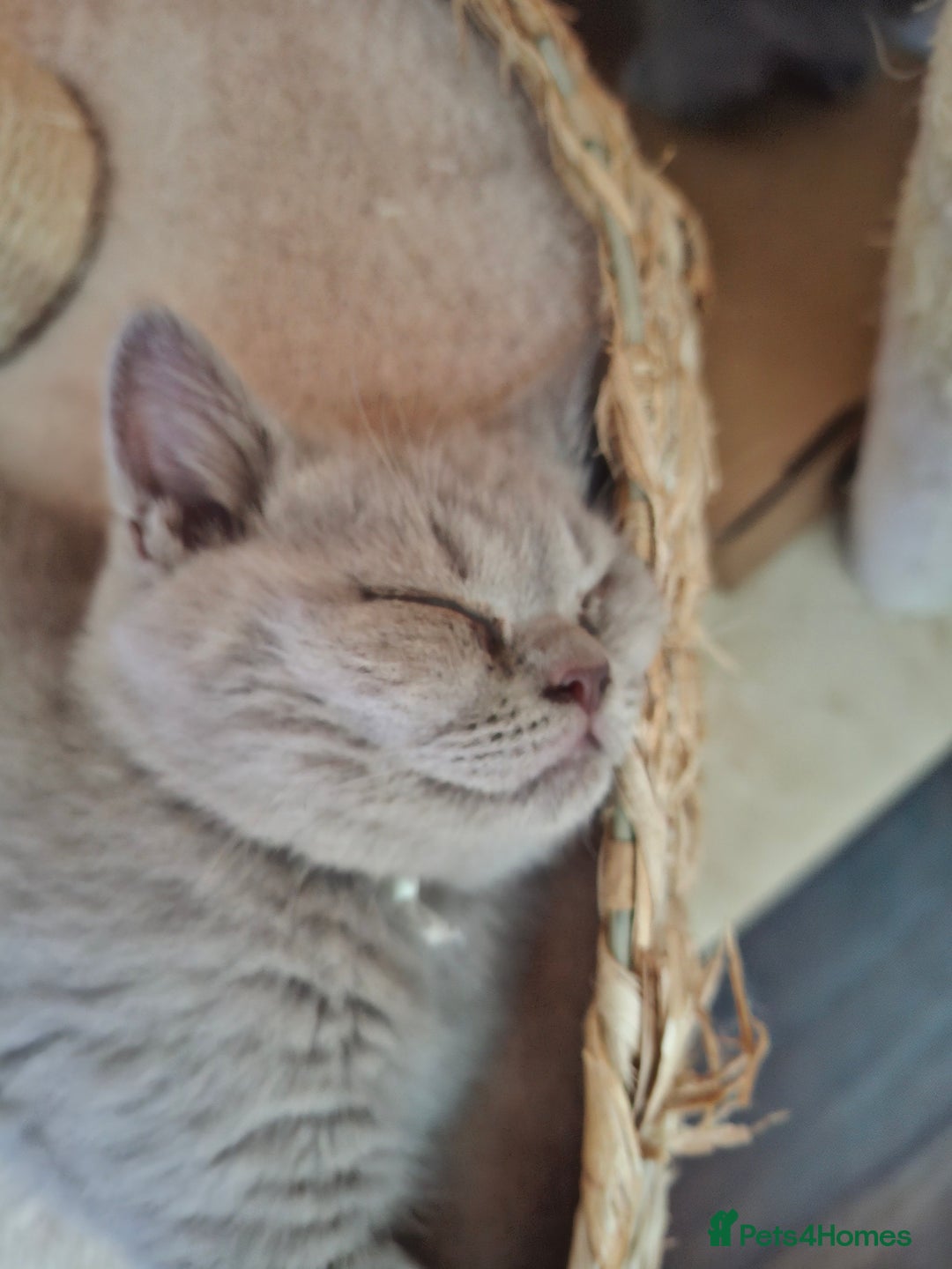 British Shorthair cats for sale: British Blue Short-hair 4 kittens for sale  - Image 38