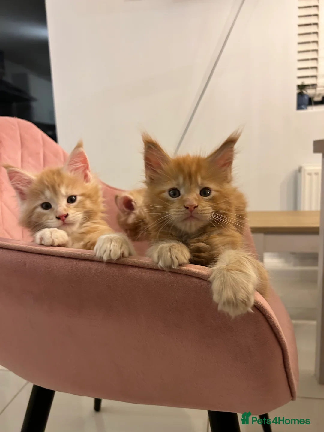 Maine Coon cats for sale: Maine Coon kittens - Advert 5