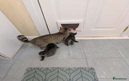 Domestic Shorthair cats for sale: Babies ready for their new homes NOW 🥰 - Image 24