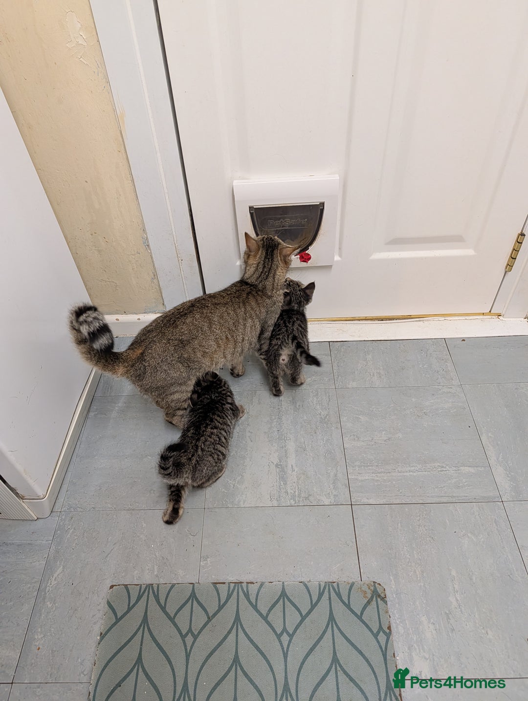 Domestic Shorthair cats for sale: Babies ready for their new homes NOW 🥰 - Image 24