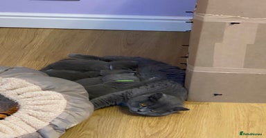 British Shorthair cats in Burntwood - Advert 10