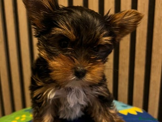 Yorkshire Terrier dogs Little pedigree yorkie boy for free - Advert 6