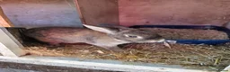 Mixed Breed rabbits for sale: Female rabbit looking for forever home  - Advert 3