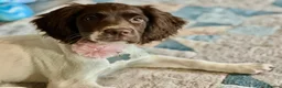 English Springer Spaniel dogs for sale: Springer spaniel 2 years old girl.  in Peterborough - Advert 7
