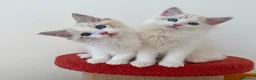 Ragdoll cats for sale: ✨ Exceptional Ragdoll Kittens Ready to leave ✨ - Advert 10