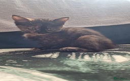 British Longhair cats for sale: 9 weeks old kitten looking for loving home - Image 2