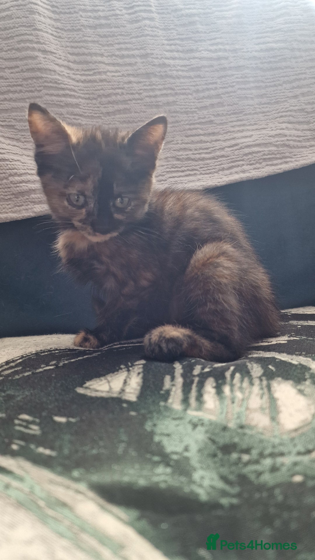 British Longhair cats for sale: 9 weeks old kitten looking for loving home - Image 2