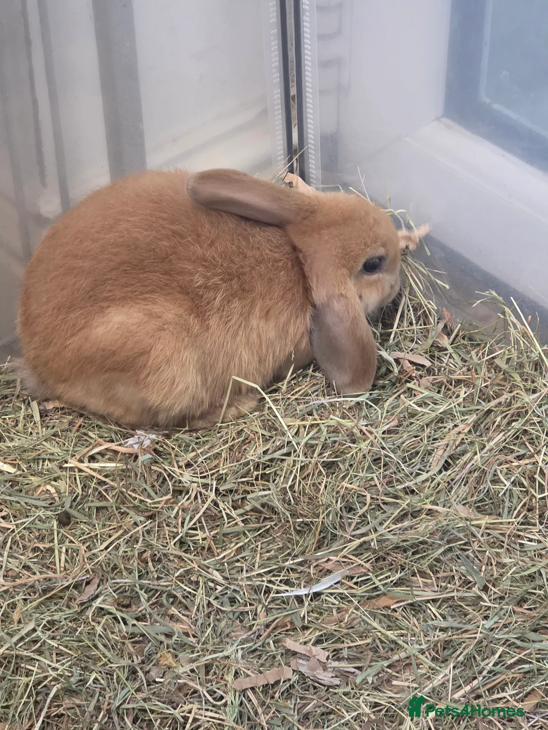 Mixed Breed rabbits for sale: Males and females mini lops and lion heads - Advert 4