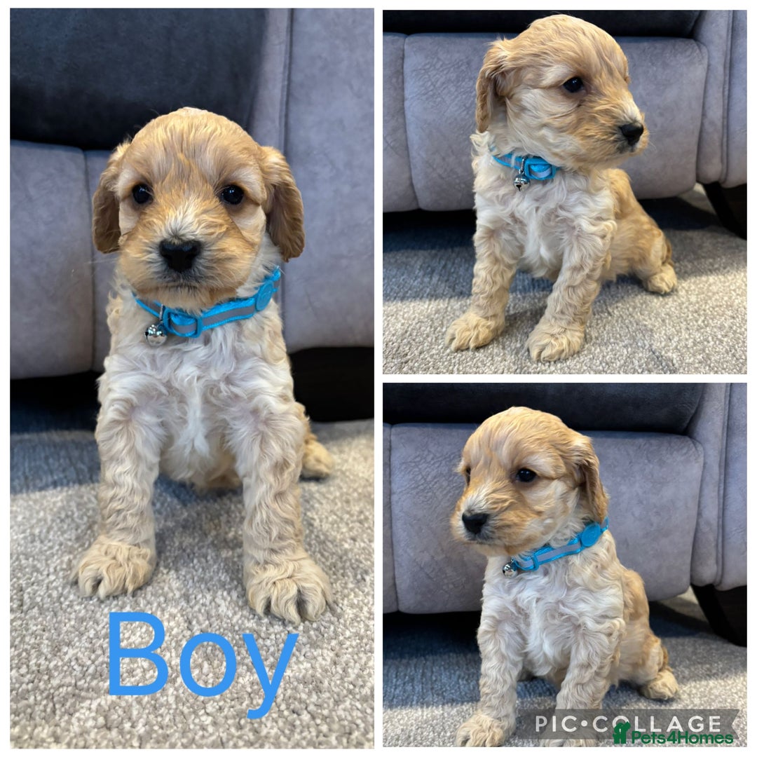 Cockapoo dogs for sale: Six stunning cockapoo puppies - Advert 36