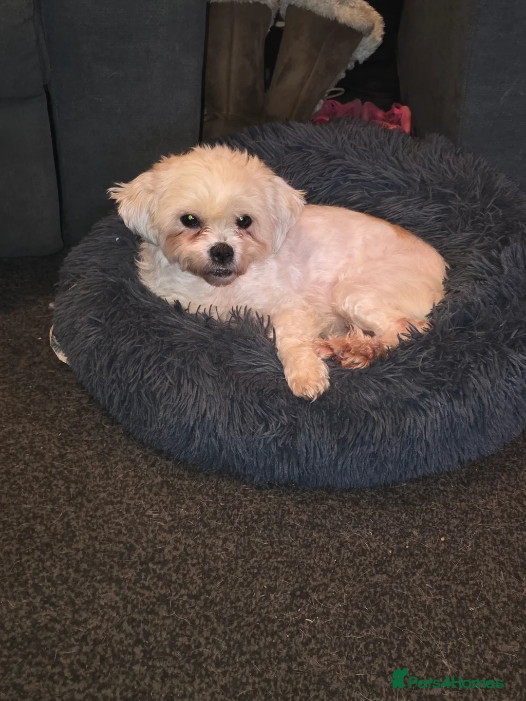 Mixed Breed dogs for sale: Dog needing a dog only home in Cannock - Advert 3