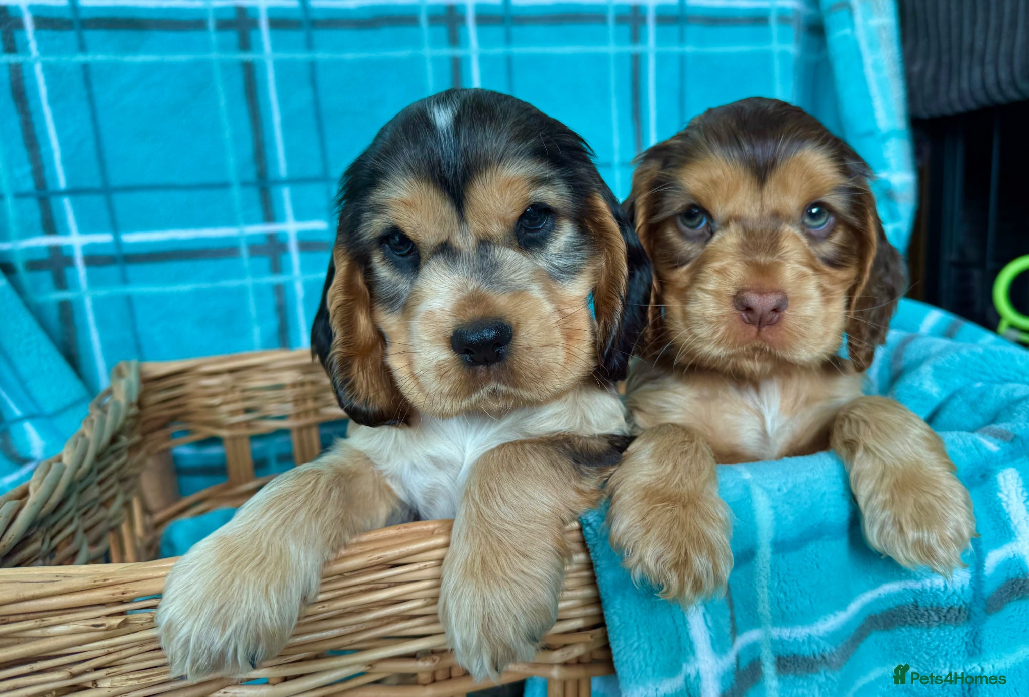 Cocker Spaniel dogs Outstanding show cocker spaniels - KC - Advert 2