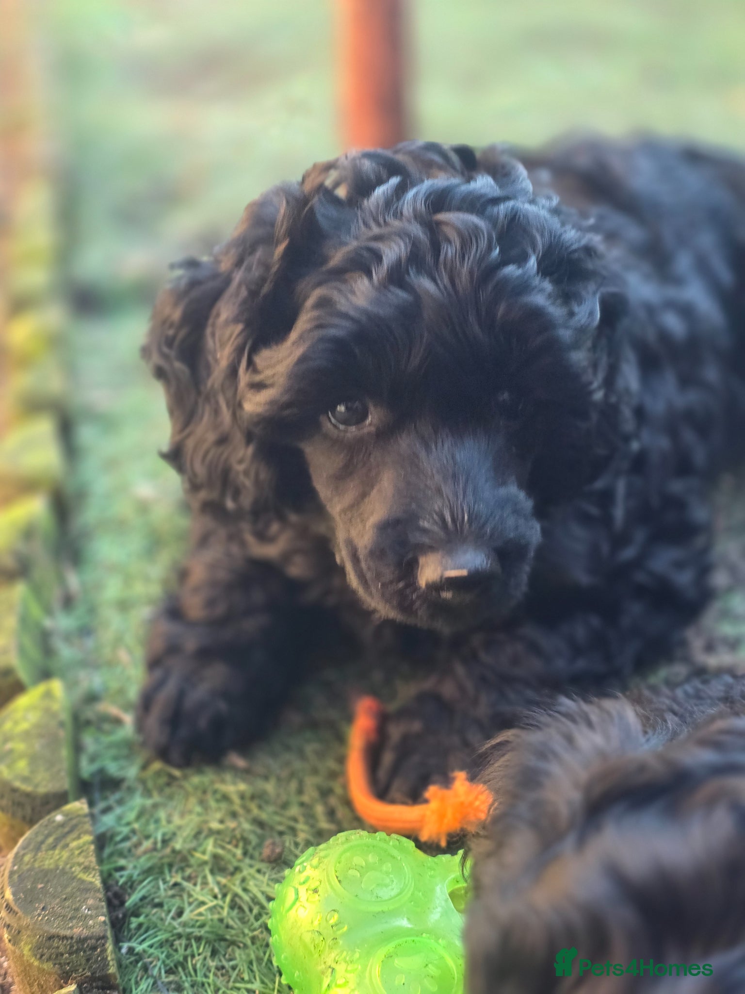 Miniature Poodle dogs Beutiful mini poodle girl - Advert 12