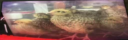 Quail poultry for sale: COTURNIX QUAIL CHICKS in Nottingham - Advert 1
