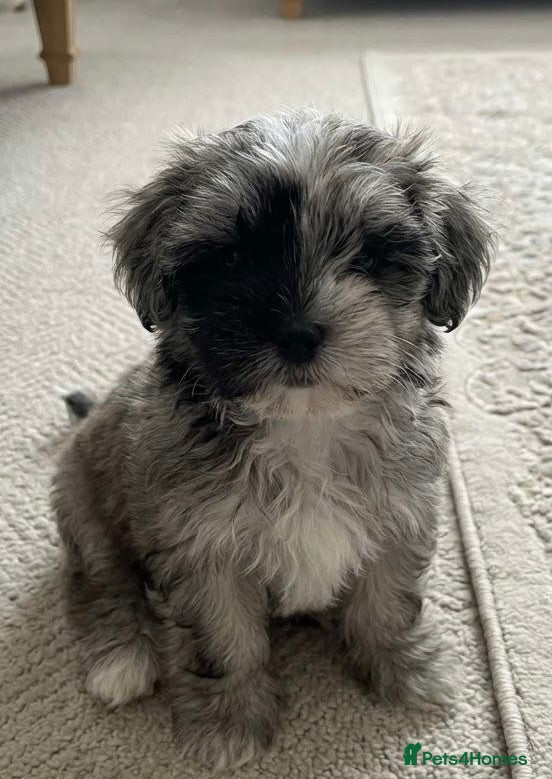 Maltipoo dogs 🤍f1b Maltipoos exceptional quality ready now 🤍 - Advert 10