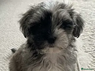 Maltipoo dogs 🤍f1b Maltipoos exceptional quality ready now 🤍 - Advert 10